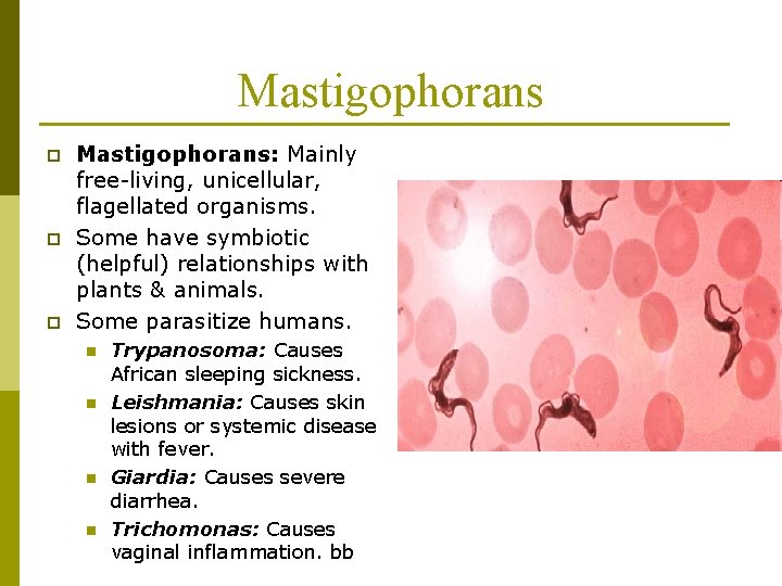 Mastigophorans p p p Mastigophorans: Mainly free-living, unicellular, flagellated organisms. Some have symbiotic (helpful)