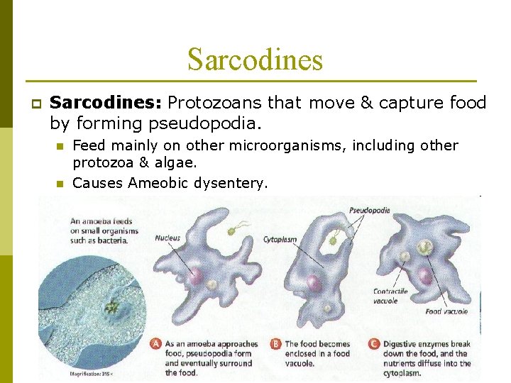 Sarcodines p Sarcodines: Protozoans that move & capture food by forming pseudopodia. n n