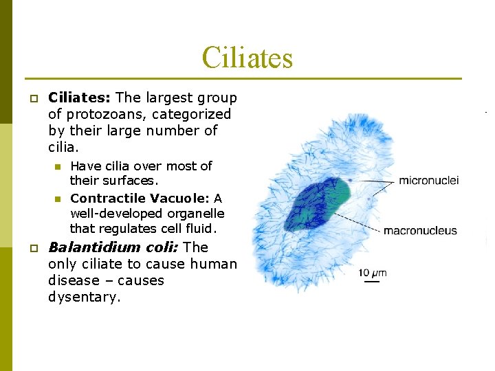 Ciliates p Ciliates: The largest group of protozoans, categorized by their large number of