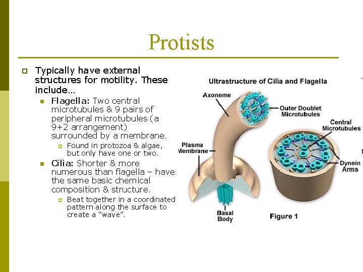 Protists p Typically have external structures for motility. These include… n Flagella: Two central