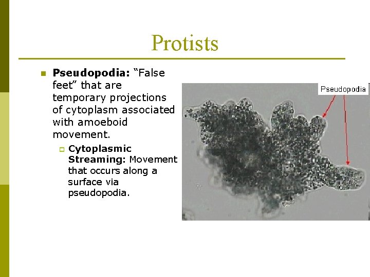 Protists n Pseudopodia: “False feet” that are temporary projections of cytoplasm associated with amoeboid