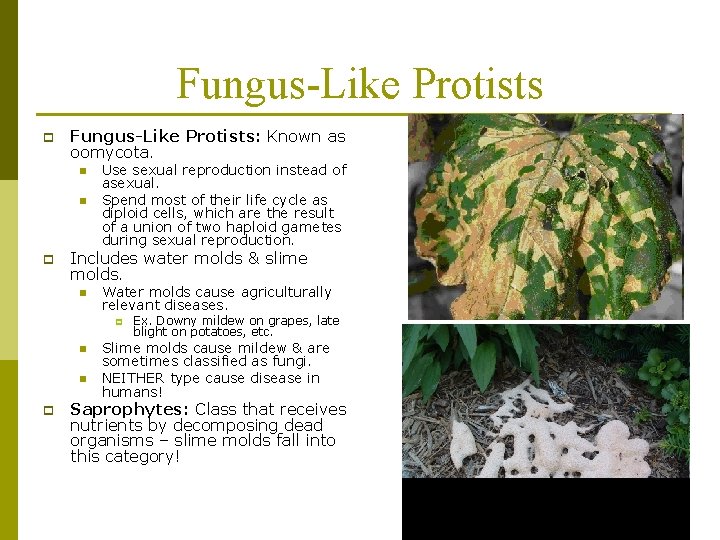 Fungus-Like Protists p Fungus-Like Protists: Known as oomycota. n n p Use sexual reproduction