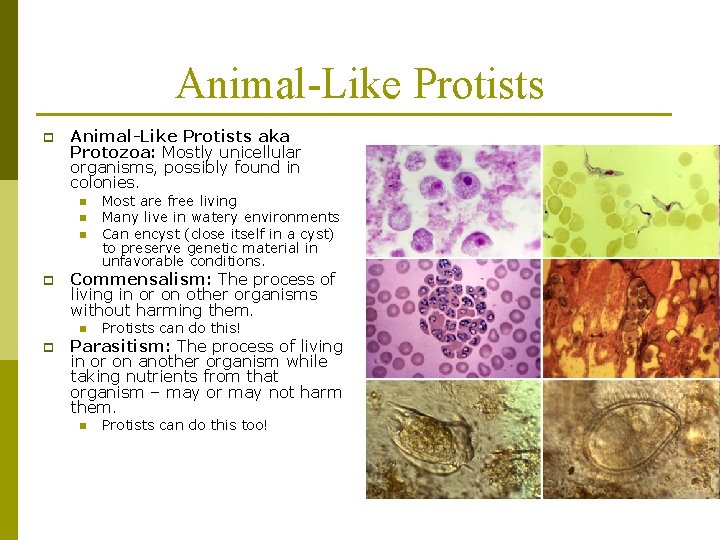 Animal-Like Protists p Animal-Like Protists aka Protozoa: Mostly unicellular organisms, possibly found in colonies.
