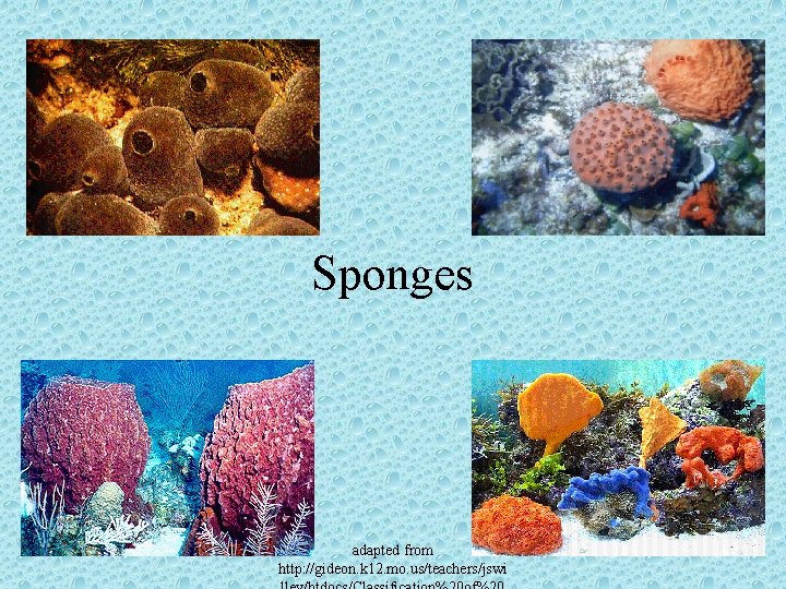 Sponges adapted from http: //gideon. k 12. mo. us/teachers/jswi 