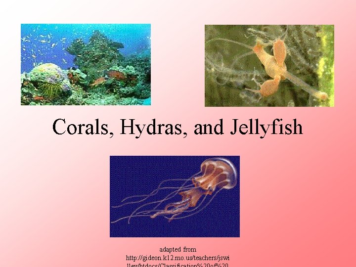 Corals, Hydras, and Jellyfish adapted from http: //gideon. k 12. mo. us/teachers/jswi 