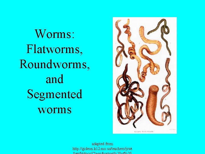 Worms: Flatworms, Roundworms, and Segmented worms adapted from http: //gideon. k 12. mo. us/teachers/jswi