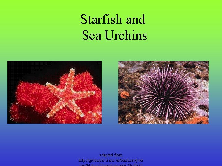 Starfish and Sea Urchins adapted from http: //gideon. k 12. mo. us/teachers/jswi 