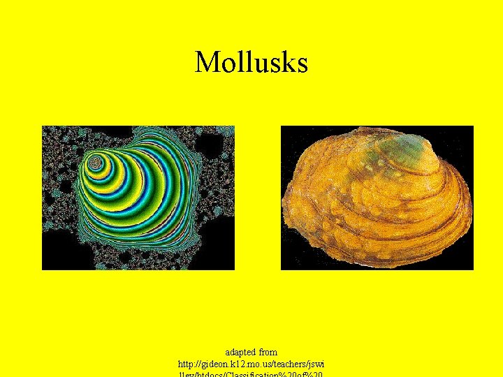 Mollusks adapted from http: //gideon. k 12. mo. us/teachers/jswi 