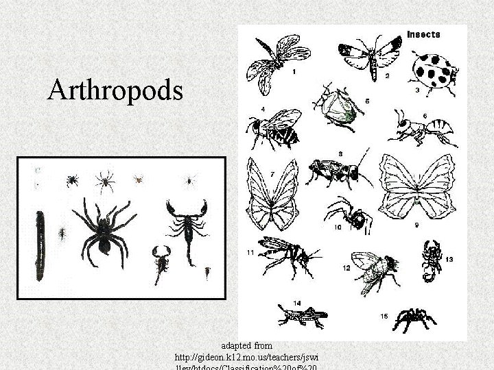 Arthropods adapted from http: //gideon. k 12. mo. us/teachers/jswi 