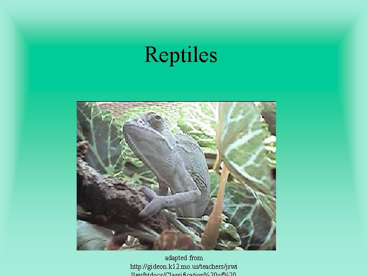 Reptiles adapted from http: //gideon. k 12. mo. us/teachers/jswi 