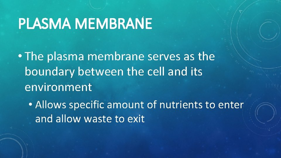 PLASMA MEMBRANE • The plasma membrane serves as the boundary between the cell and