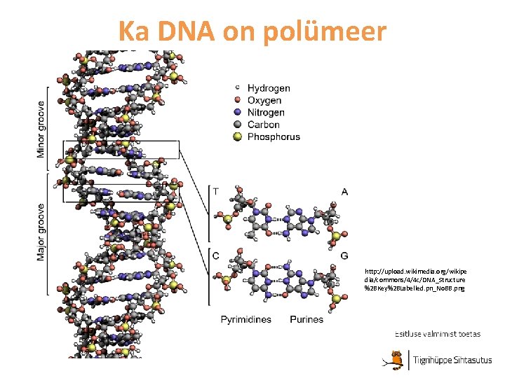 Ka DNA on polümeer http: //upload. wikimedia. org/wikipe dia/commons/4/4 c/DNA_Structure %2 BKey%2 BLabelled. pn_No.