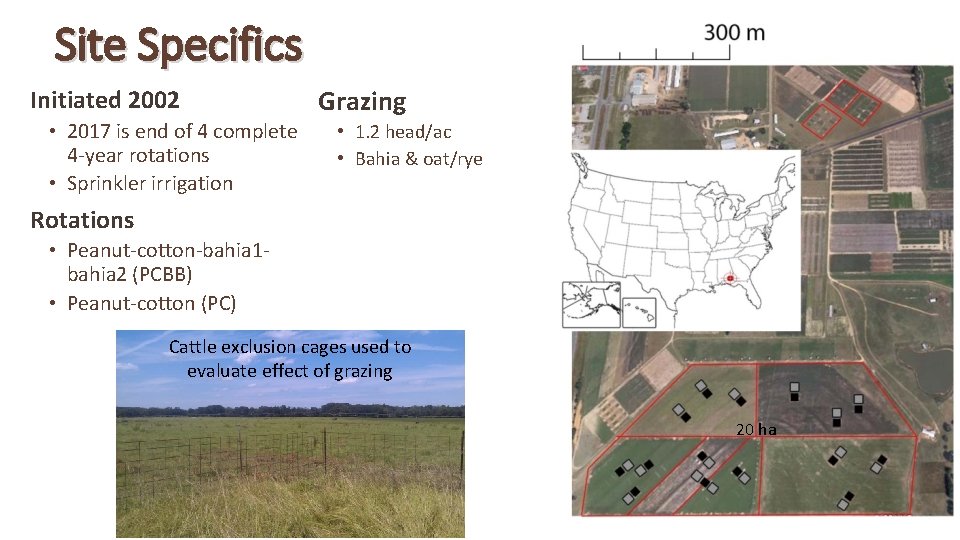 Longterm effects of peanutcottonforage rotation on cotton yield