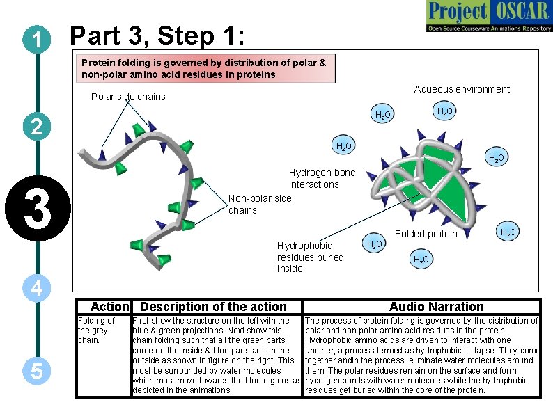 1 Part 3, Step 1: Protein folding is governed by distribution of polar &