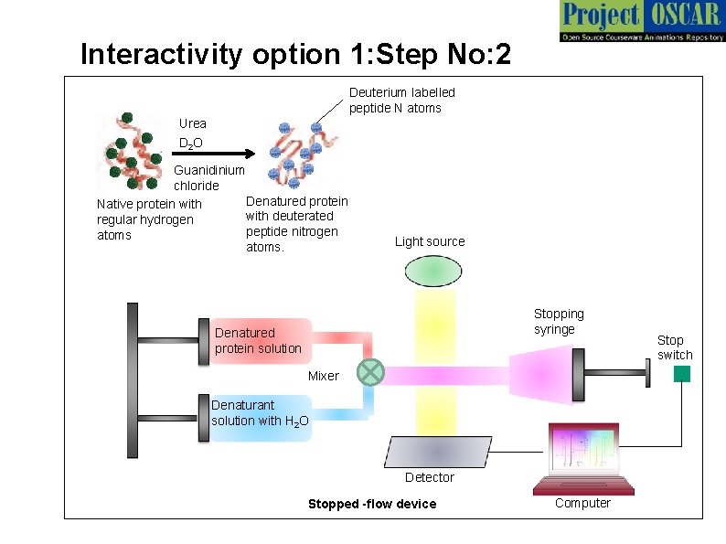 Interactivity option 1: Step No: 2 Deuterium labelled peptide N atoms Urea D 2