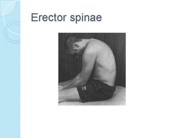 Erector spinae 