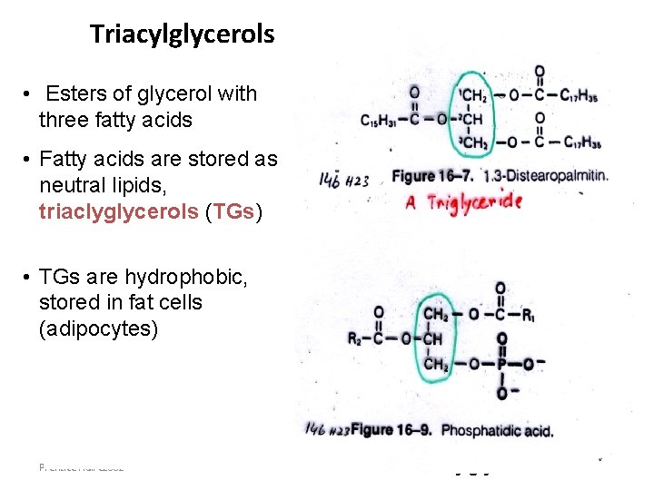 Triacylglycerols • Esters of glycerol with three fatty acids • Fatty acids are stored