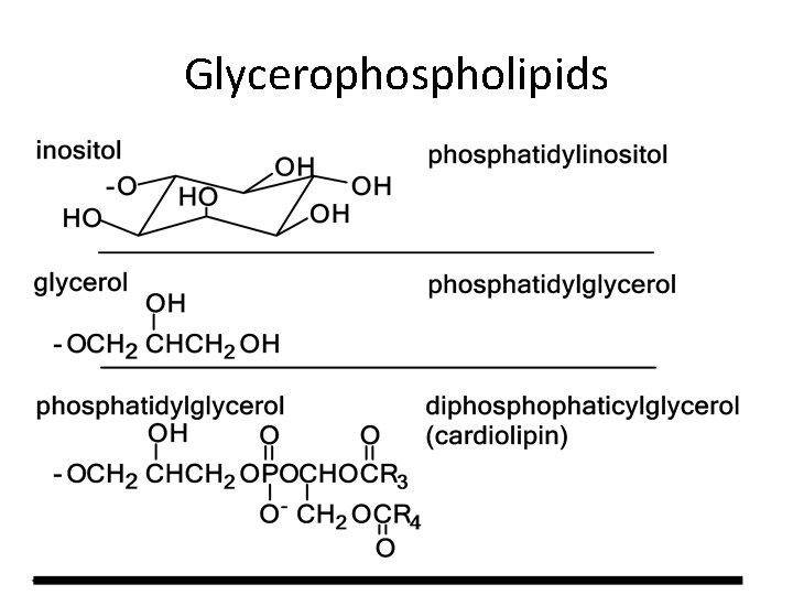 Glycerophospholipids 