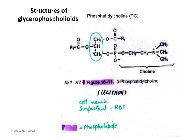 Structures of glycerophospholipids Prentice Hall c 2002 Phosphatidylcholine (PC) Chapter 9 13 
