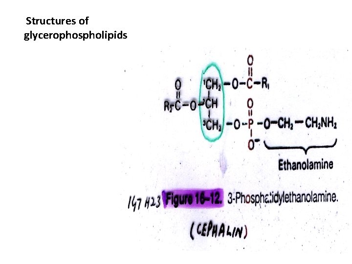 Structures of glycerophospholipids 