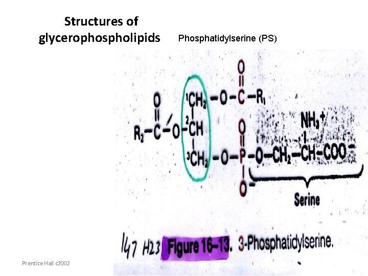 Structures of glycerophospholipids Prentice Hall c 2002 Phosphatidylserine (PS) Chapter 9 15 