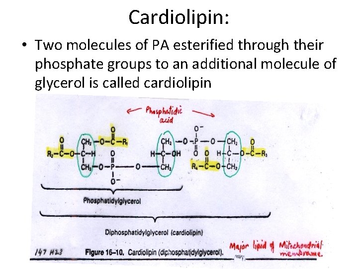 Cardiolipin: • Two molecules of PA esterified through their phosphate groups to an additional