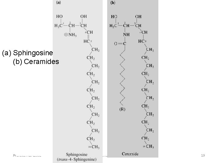 (a) Sphingosine (b) Ceramides Prentice Hall c 2002 Chapter 9 19 