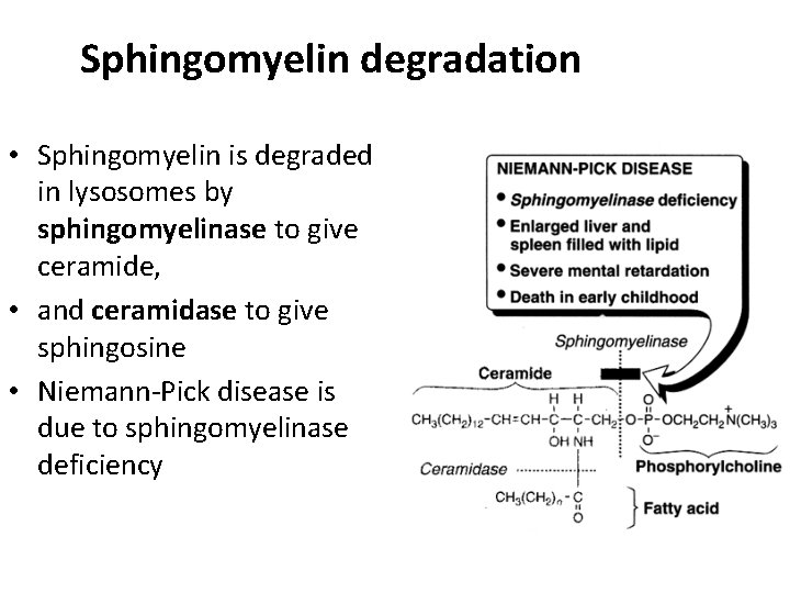 Sphingomyelin degradation • Sphingomyelin is degraded in lysosomes by sphingomyelinase to give ceramide, •