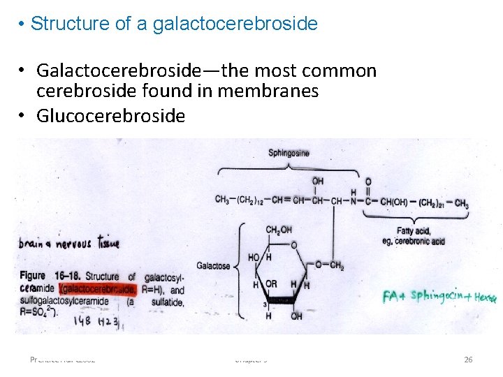  • Structure of a galactocerebroside • Galactocerebroside—the most common cerebroside found in membranes