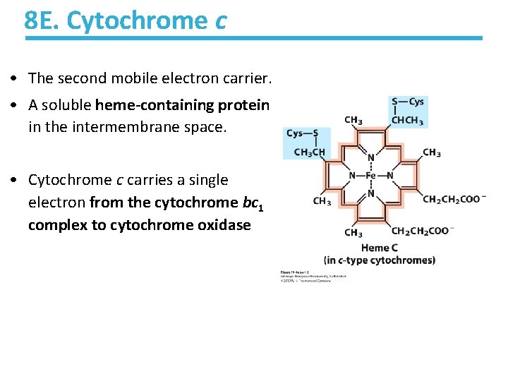 8 E. Cytochrome c • The second mobile electron carrier. • A soluble heme-containing