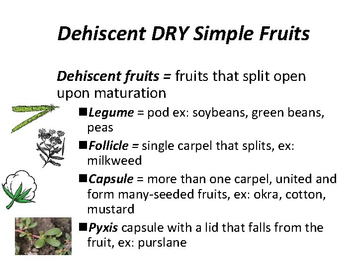 Dehiscent DRY Simple Fruits Dehiscent fruits = fruits that split open upon maturation Legume