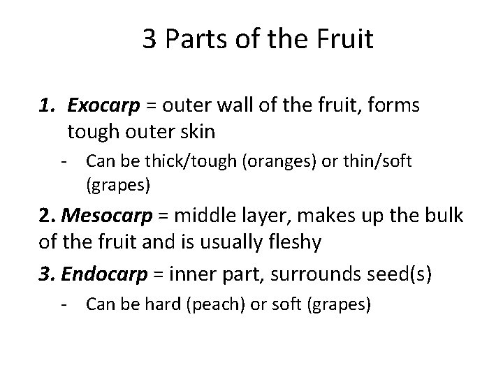 3 Parts of the Fruit 1. Exocarp = outer wall of the fruit, forms
