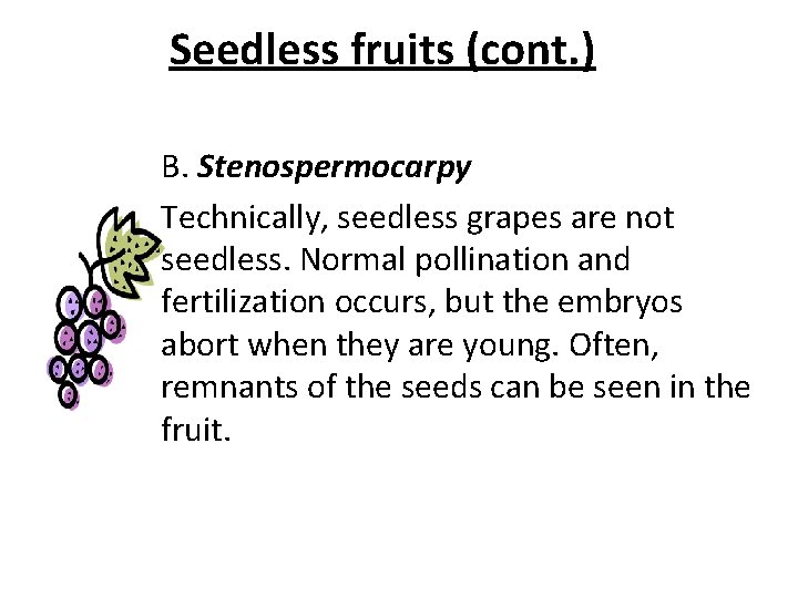 Seedless fruits (cont. ) B. Stenospermocarpy Technically, seedless grapes are not seedless. Normal pollination