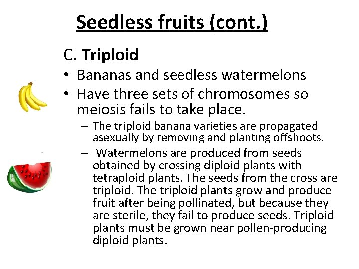 Seedless fruits (cont. ) C. Triploid • Bananas and seedless watermelons • Have three