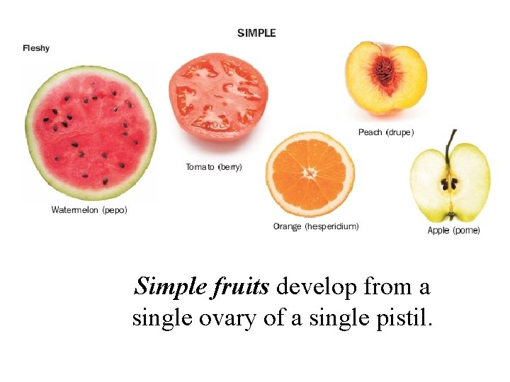 Simple fruits develop from a single ovary of a single pistil. 