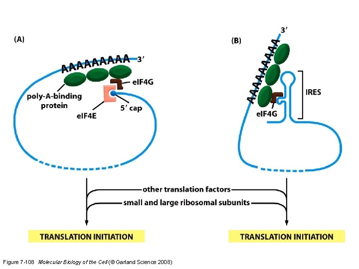 Figure 7 -108 Molecular Biology of the Cell (© Garland Science 2008) 