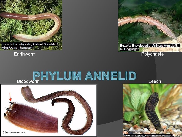 Earthworm PHYLUM ANNELID Bloodworm Polychaete Leech 