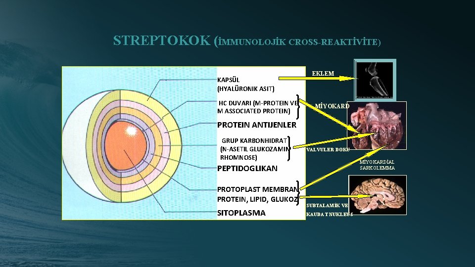 STREPTOKOK (İMMUNOLOJİK CROSS-REAKTİVİTE) KAPSÜL (HYALÜRONIK ASIT) HC DUVARI (M-PROTEIN VE M ASSOCIATED PROTEIN) EKLEM