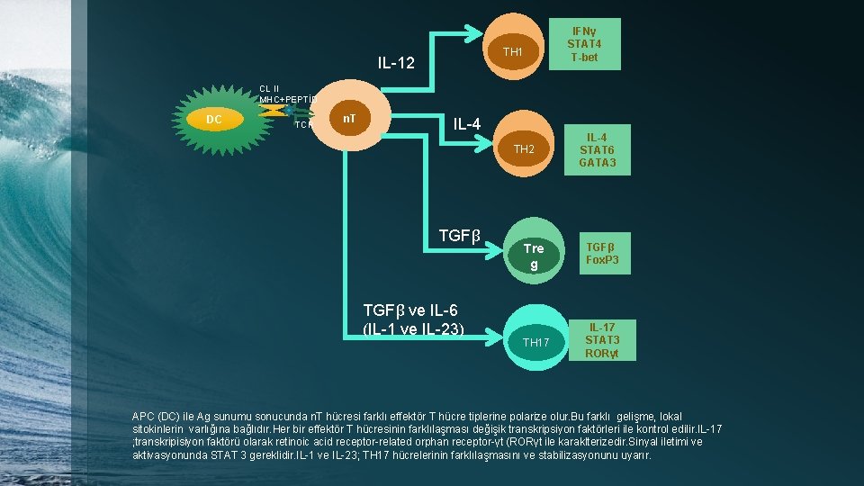 IFNγ STAT 4 T-bet TH 1 IL-12 CL II MHC+PEPTİD DC TCR n. T