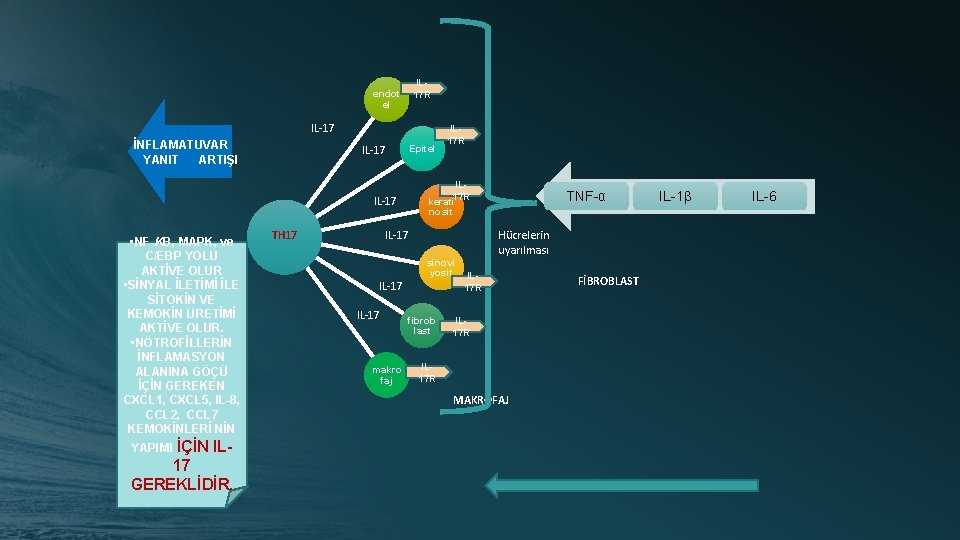 IL 17 R endot el IL-17 İNFLAMATUVAR YANIT ARTIŞI IL-17 Epitel IL 17 R
