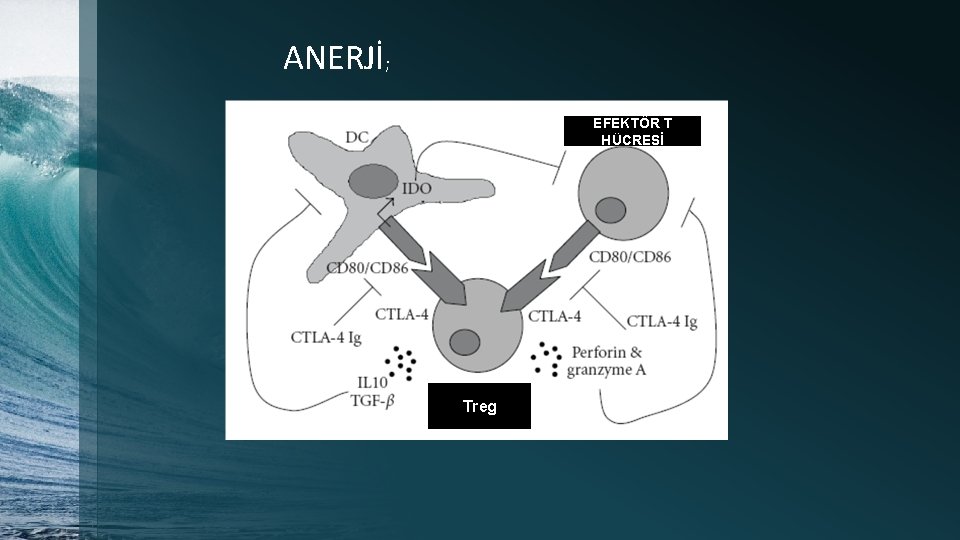 ANERJİ; EFEKTÖR T HÜCRESİ Treg 