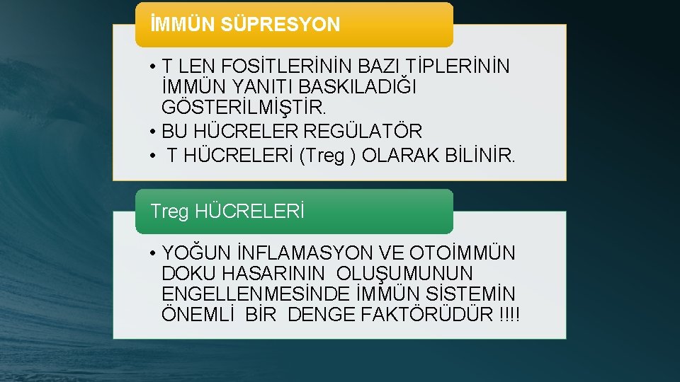 İMMÜN SÜPRESYON • T LEN FOSİTLERİNİN BAZI TİPLERİNİN İMMÜN YANITI BASKILADIĞI GÖSTERİLMİŞTİR. • BU