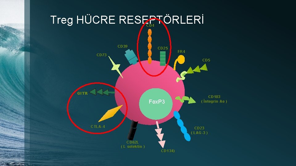 Treg HÜCRE RESEPTÖRLERİ CD 4 CD 39 CD 25 CD 73 FR 4 CD