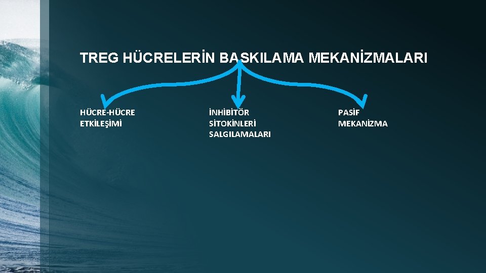 TREG HÜCRELERİN BASKILAMA MEKANİZMALARI HÜCRE-HÜCRE ETKİLEŞİMİ İNHİBİTÖR SİTOKİNLERİ SALGILAMALARI PASİF MEKANİZMA 