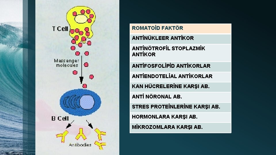 ROMATOİD FAKTÖR ANTİNÜKLEER ANTİKOR ANTİNÖTROFİL STOPLAZMİK ANTİKOR ANTİFOSFOLİPİD ANTİKORLAR ANTİENDOTELİAL ANTİKORLAR KAN HÜCRELERİNE KARŞI