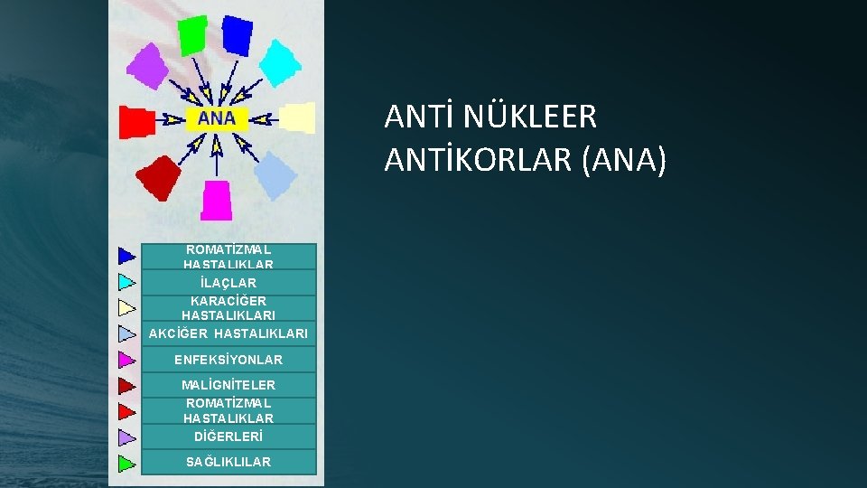 ANTİ NÜKLEER ANTİKORLAR (ANA) ROMATİZMAL HASTALIKLAR İLAÇLAR KARACİĞER HASTALIKLARI AKCİĞER HASTALIKLARI ENFEKSİYONLAR MALİGNİTELER ROMATİZMAL