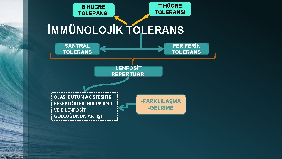 T HÜCRE TOLERANSI B HÜCRE TOLERANSI İMMÜNOLOJİK TOLERANS SANTRAL TOLERANS PERİFERİK TOLERANS LENFOSİT REPERTUARI