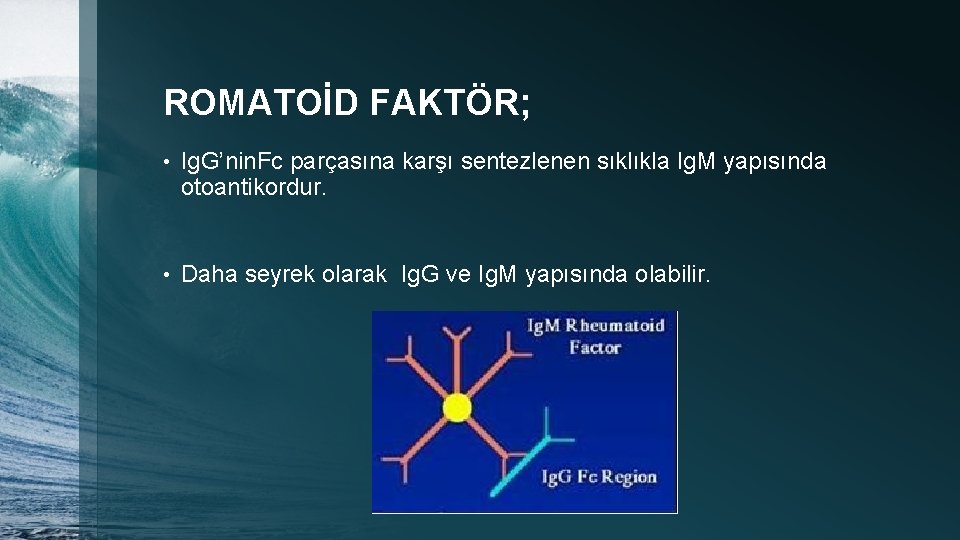 ROMATOİD FAKTÖR; • Ig. G’nin. Fc parçasına karşı sentezlenen sıklıkla Ig. M yapısında otoantikordur.