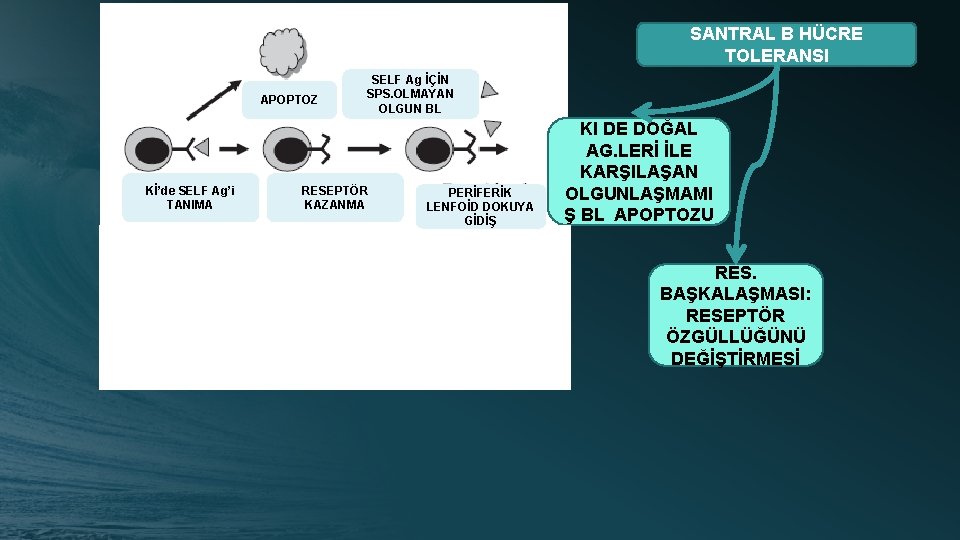 SANTRAL B HÜCRE TOLERANSI APOPTOZ Kİ’de SELF Ag’i TANIMA SELF Ag İÇİN SPS. OLMAYAN