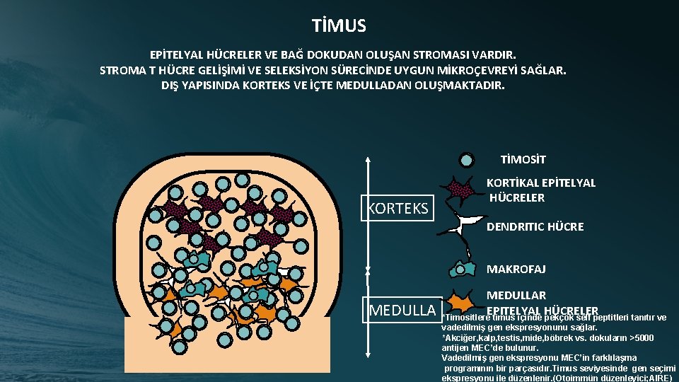 TİMUS EPİTELYAL HÜCRELER VE BAĞ DOKUDAN OLUŞAN STROMASI VARDIR. STROMA T HÜCRE GELİŞİMİ VE